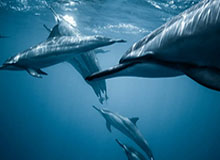 开云体育在线：在云端点亮体育热情的新纪元